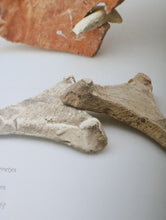 画像をギャラリービューアに読み込む, 三叉トチン(蘭)