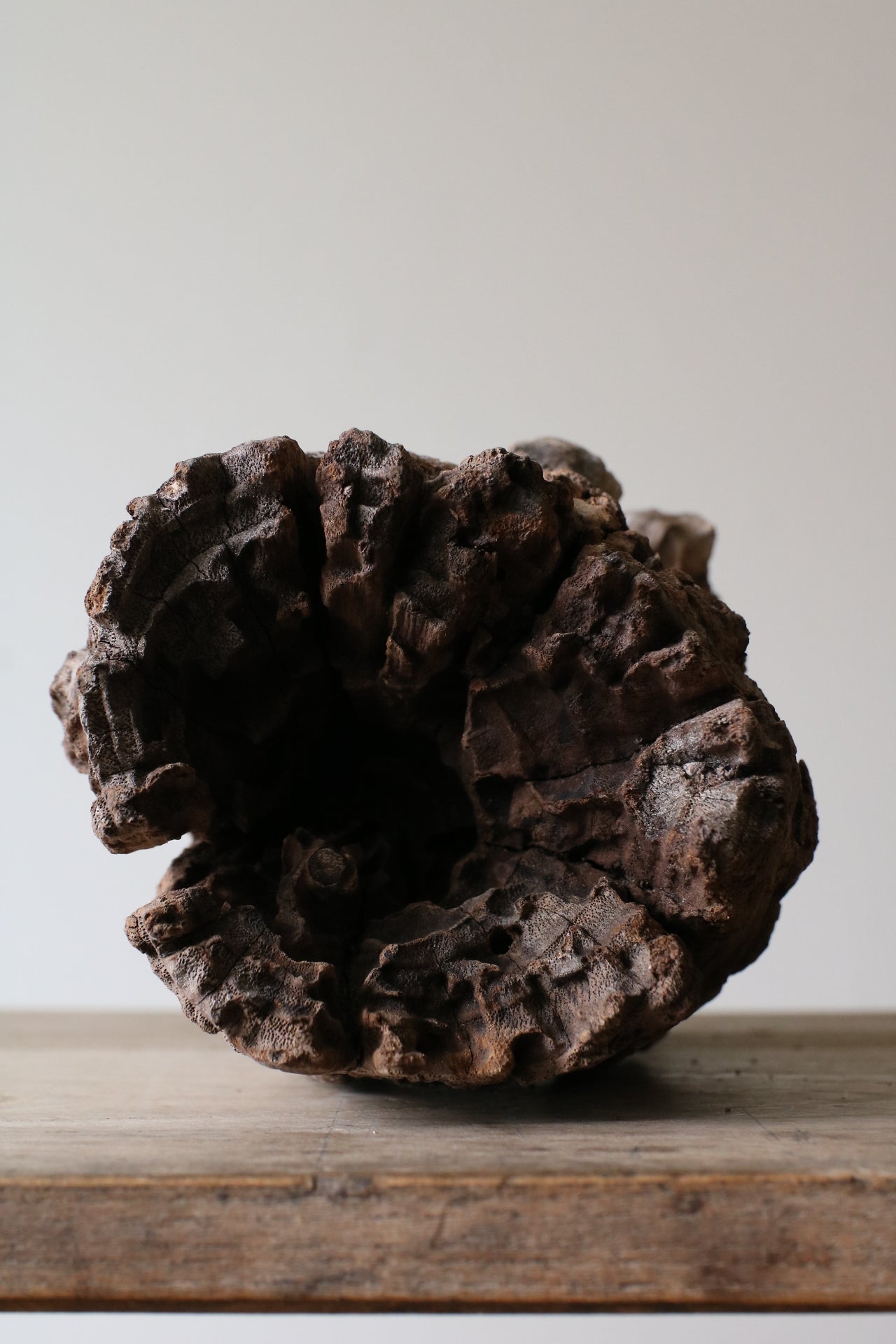 中国　唐木天然木瘤木　紙鎮　置物　V　R5131 中国 唐木天然木瘤木 紙鎮 置物 V R5131